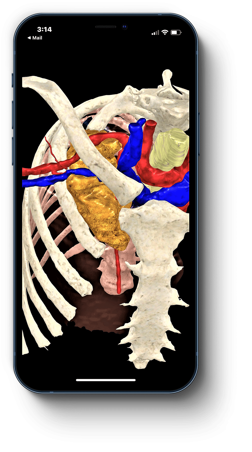 Ceevra Clinical Thoracic Surgery