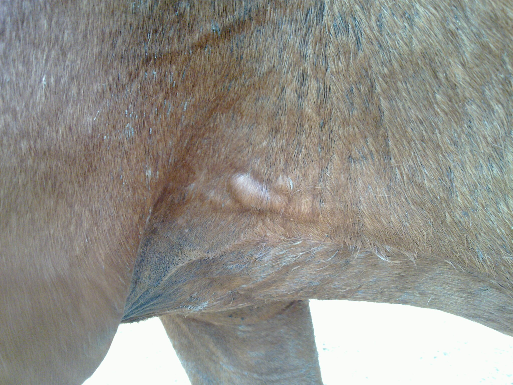 Oil Or Gas Heating Heat Bumps On Horses