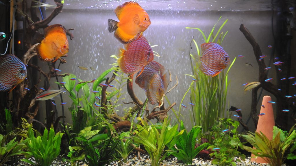 Are discus really that difficult to keep? CE Fish Essentials