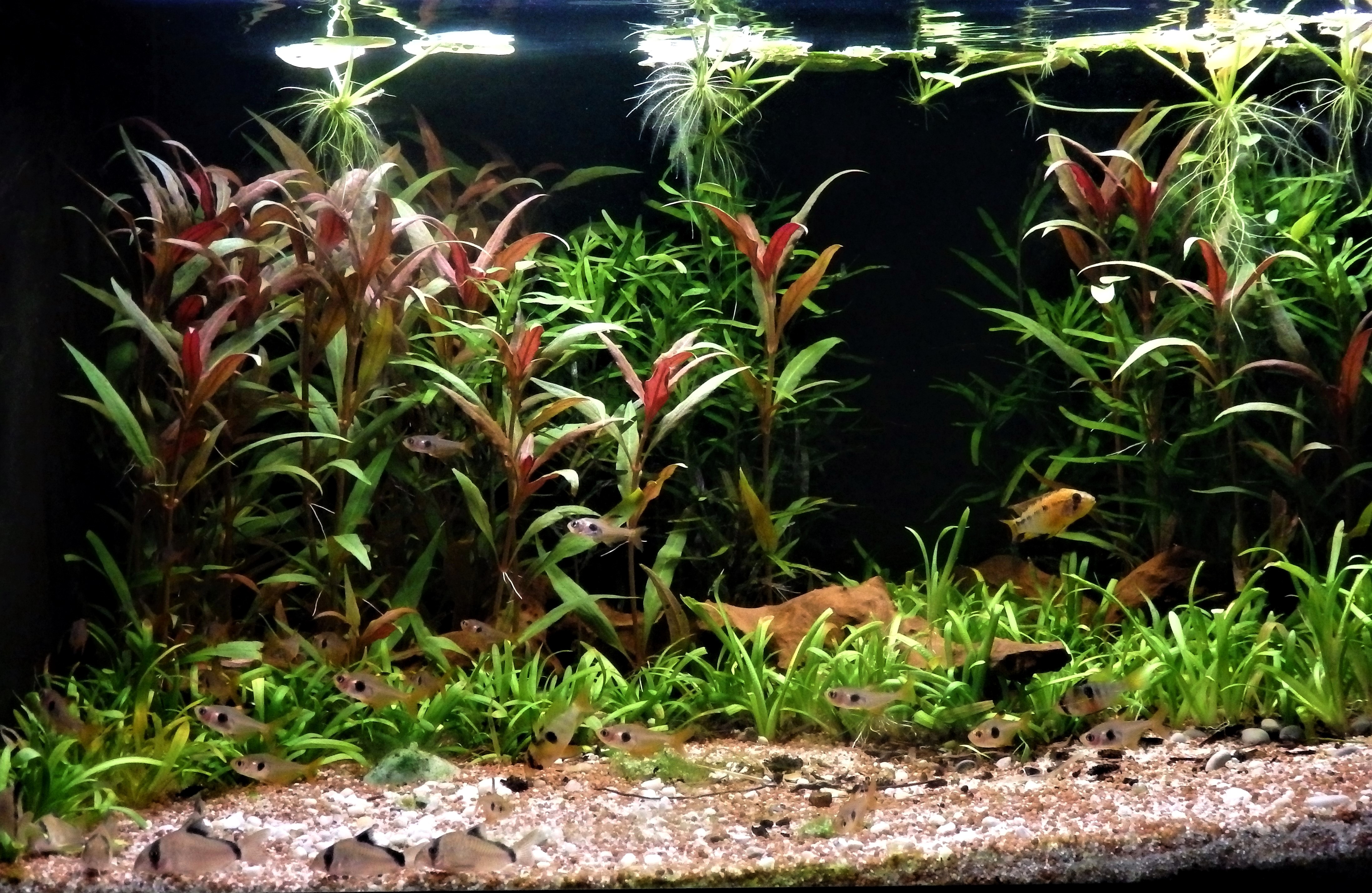 Biotope Aquarium 101 An authentic Rio Meta biotope for Ram Cichlids