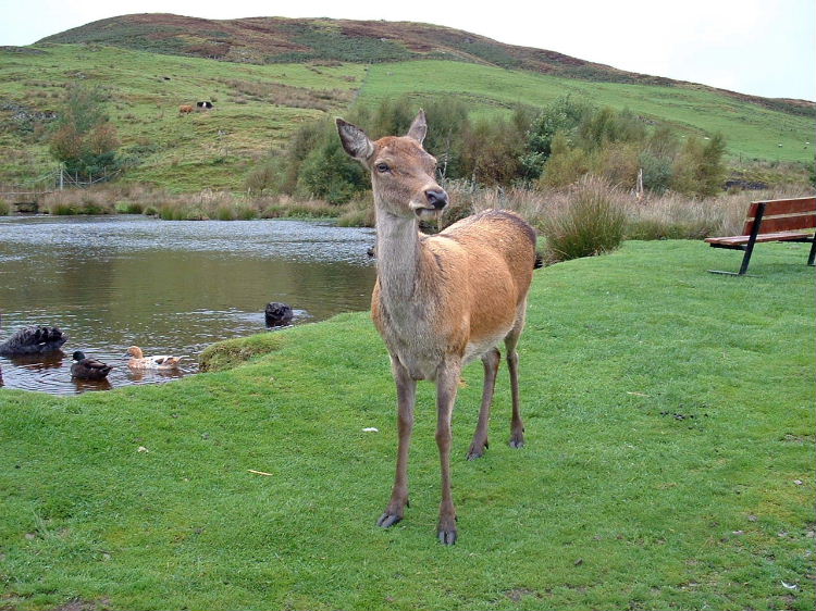 17th September 2003 Oban rare breeds farm & Oban