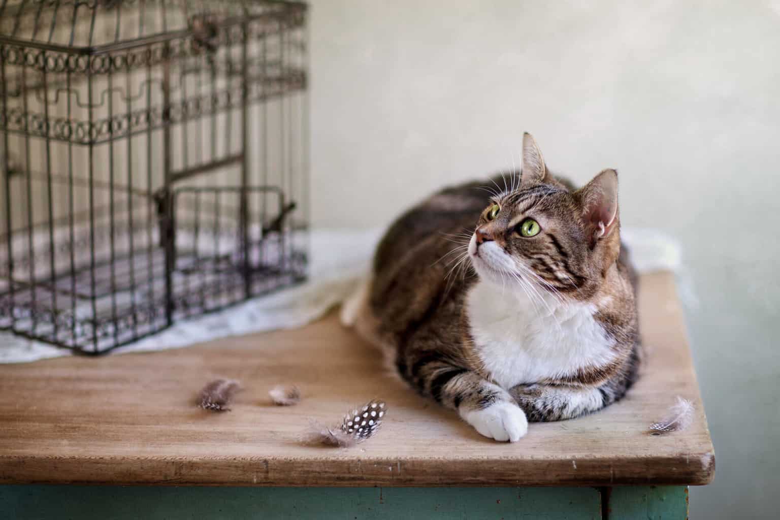 Review 10 Rekomendasi Kandang Kucing Terbaik (Terbaru 2020) CekList.ID