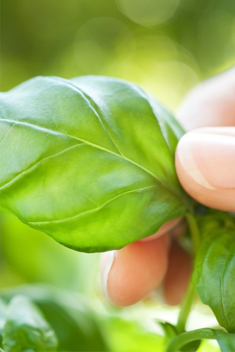 Best Fertilizer for Basil Plants Homemade Secrets Revealed!