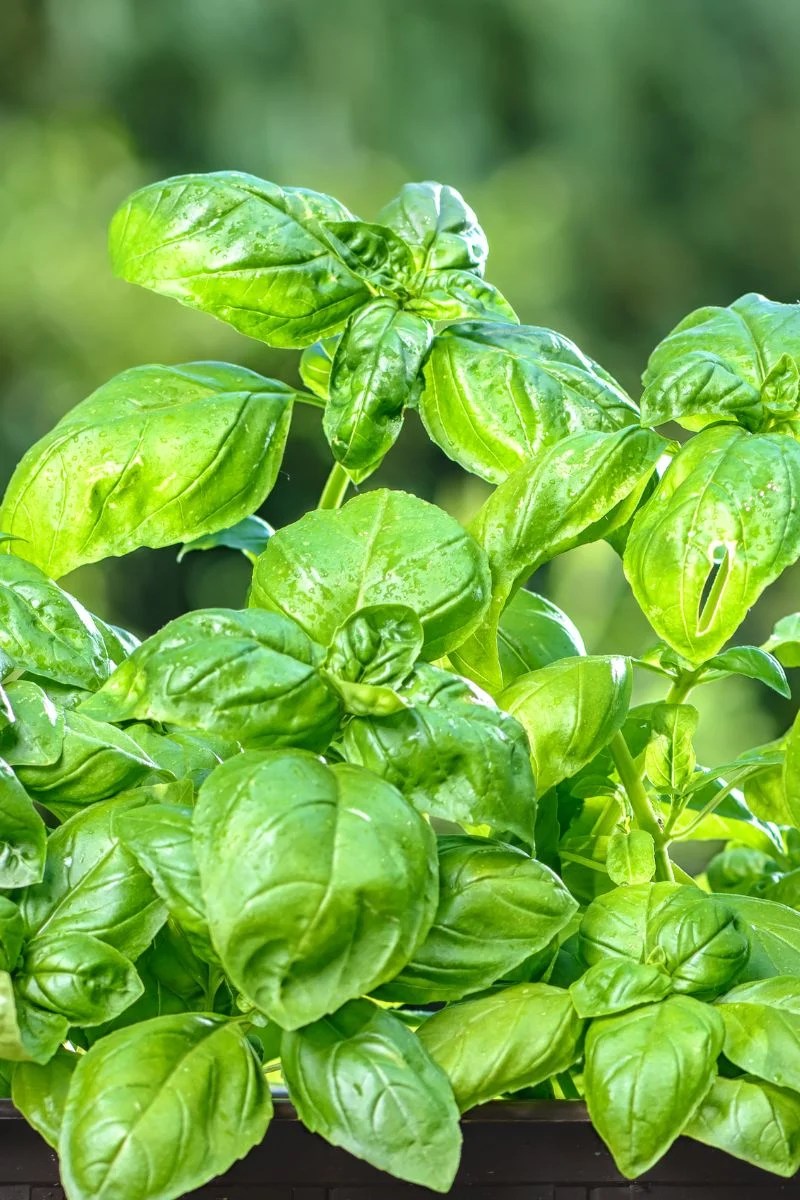 Best Fertilizer for Basil Plants Homemade Secrets Revealed!