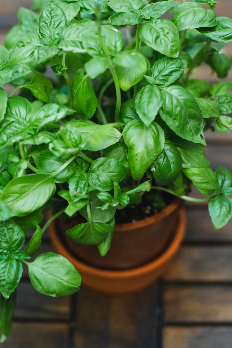 Best Fertilizer for Basil Plants Homemade Secrets Revealed!