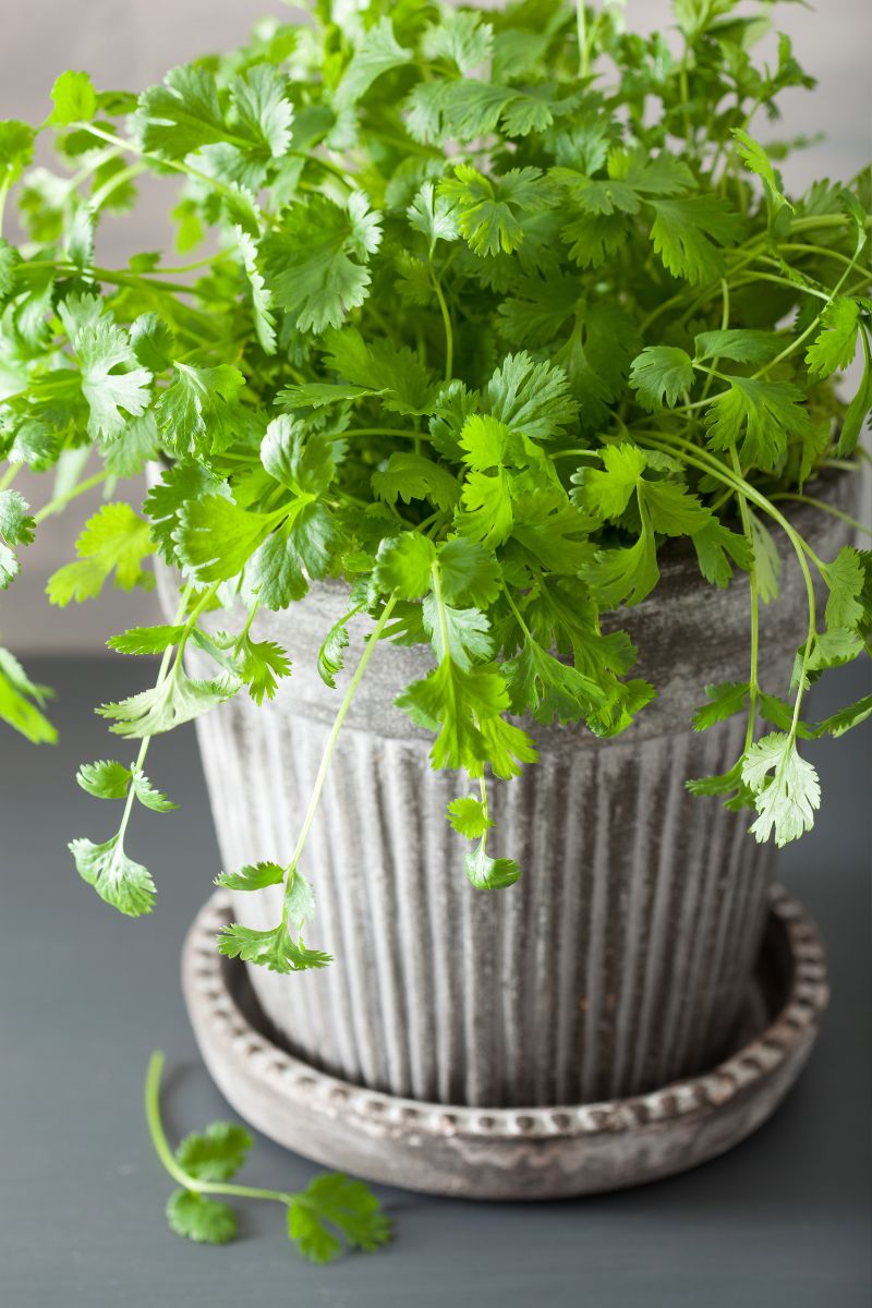 How Many Cilantro Plants per Pot A Guide to Optimal Growth
