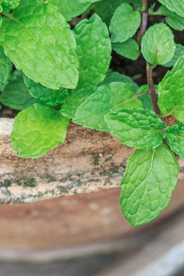Can Mint Plants Survive Winter? A Comprehensive Guide to Overwintering