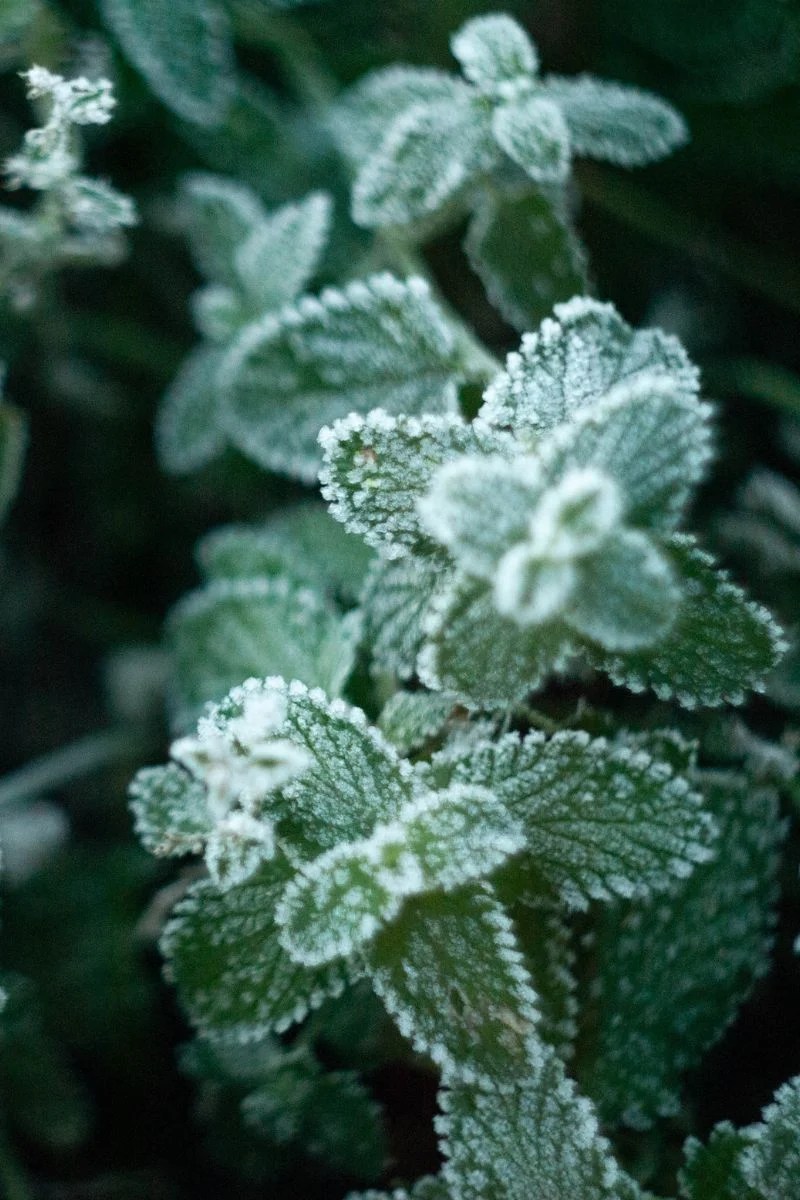 Can Mint Plants Survive Winter? A Comprehensive Guide to Overwintering
