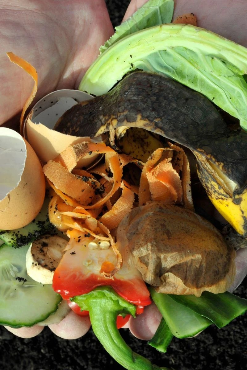 The Best Fertilizer for Monstera Deliciosa And Adansonii Celebrated Nest