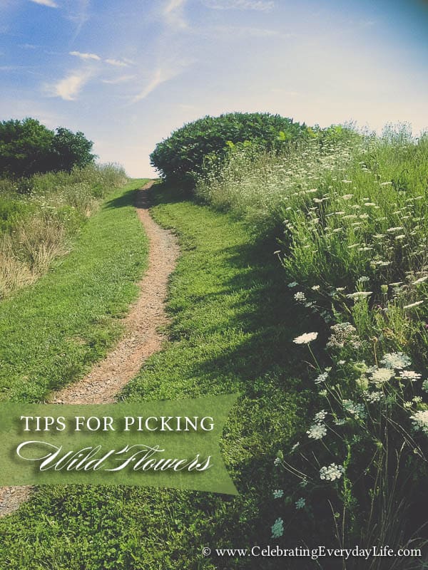 Tips for Picking Wild Flowers
