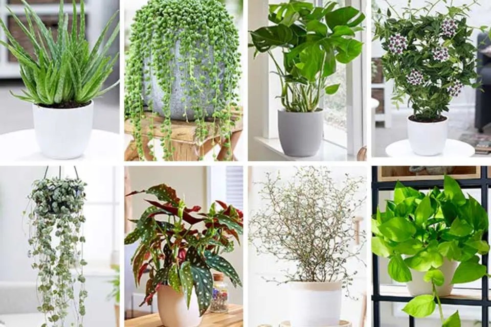 5 Best Low Light Indoor Plants Products For Your Home