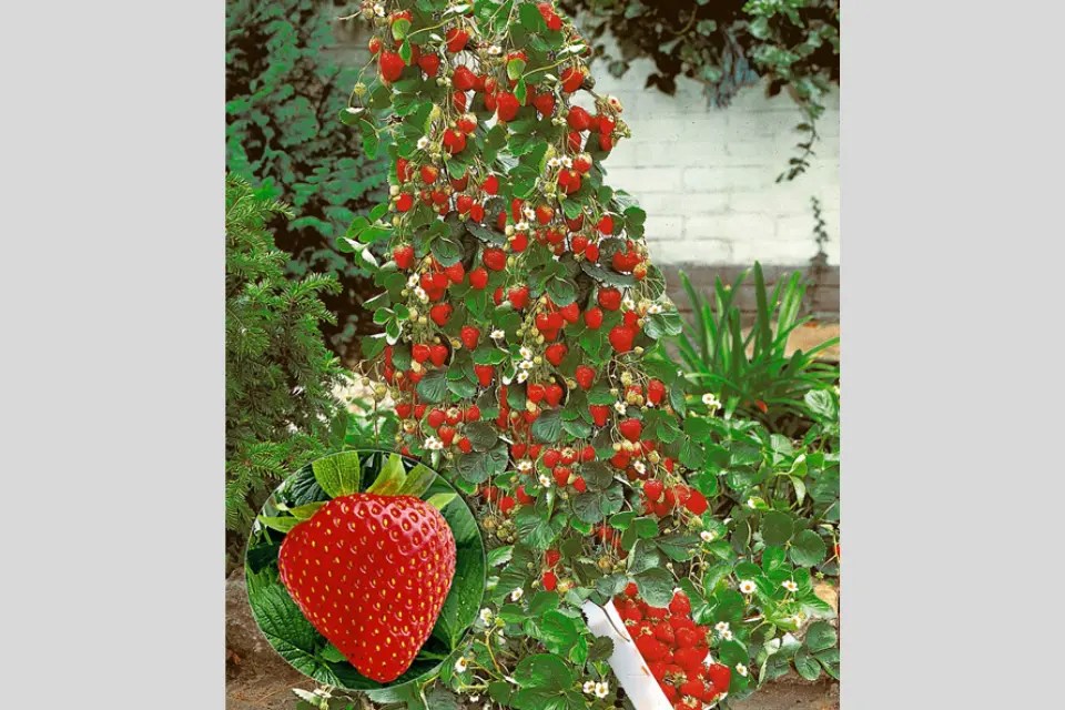 5 best climbing plants for your home