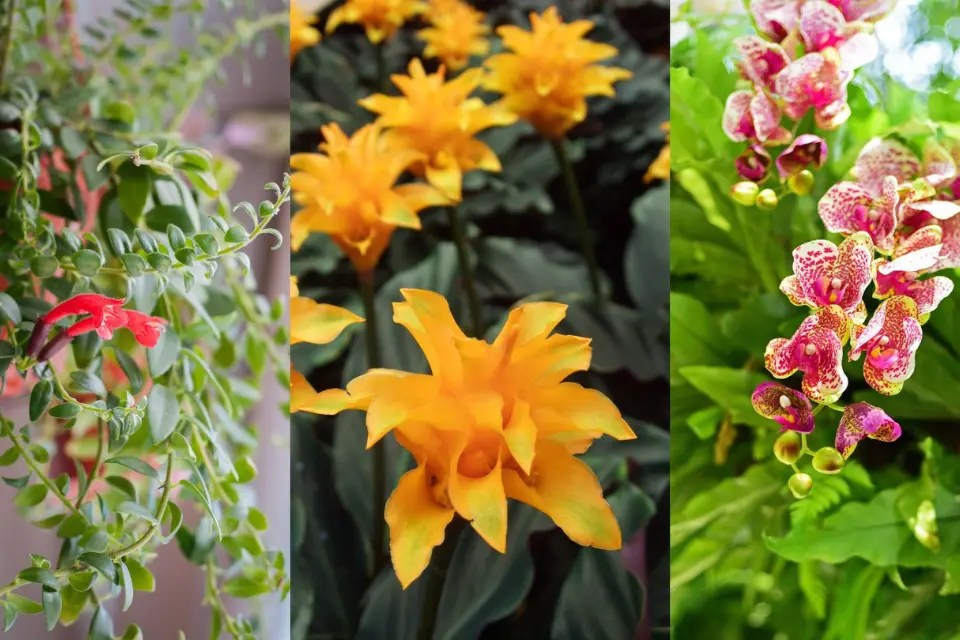 Best indoor flowering plants pretty blooms to grow