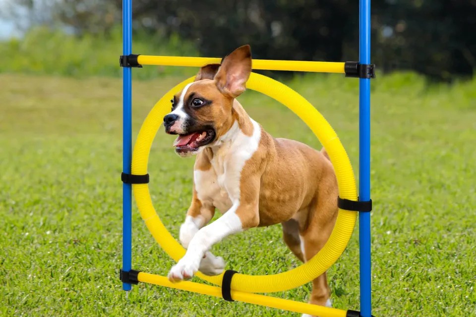 The best dog agility equipment