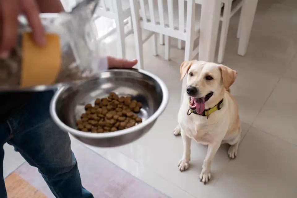Check Out The Healthy Snacks For Dogs