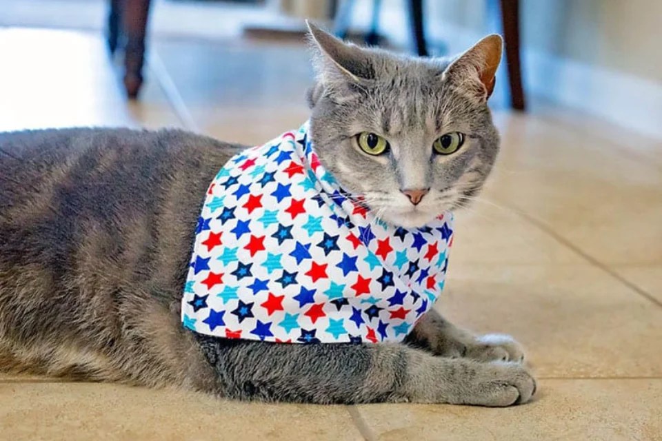 Cat Clothes The Cutest Way to Accessorize Your Kitty