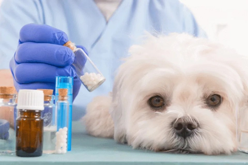 Antibiotics for Dogs Treating Canine Infections Safely