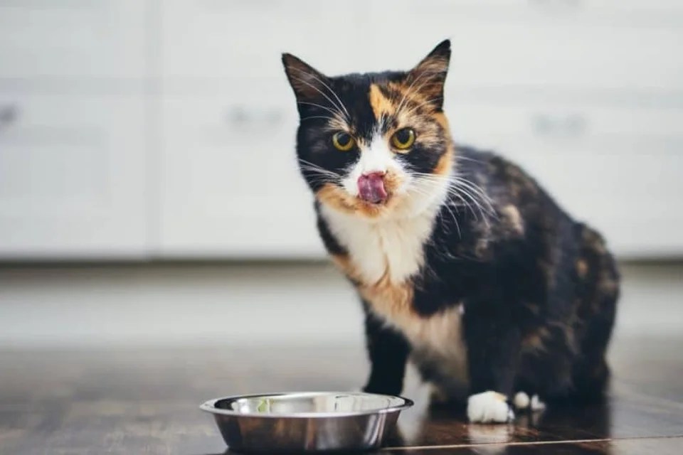 Feline Delights Explore A Range Of Tempting Snacks For Cats