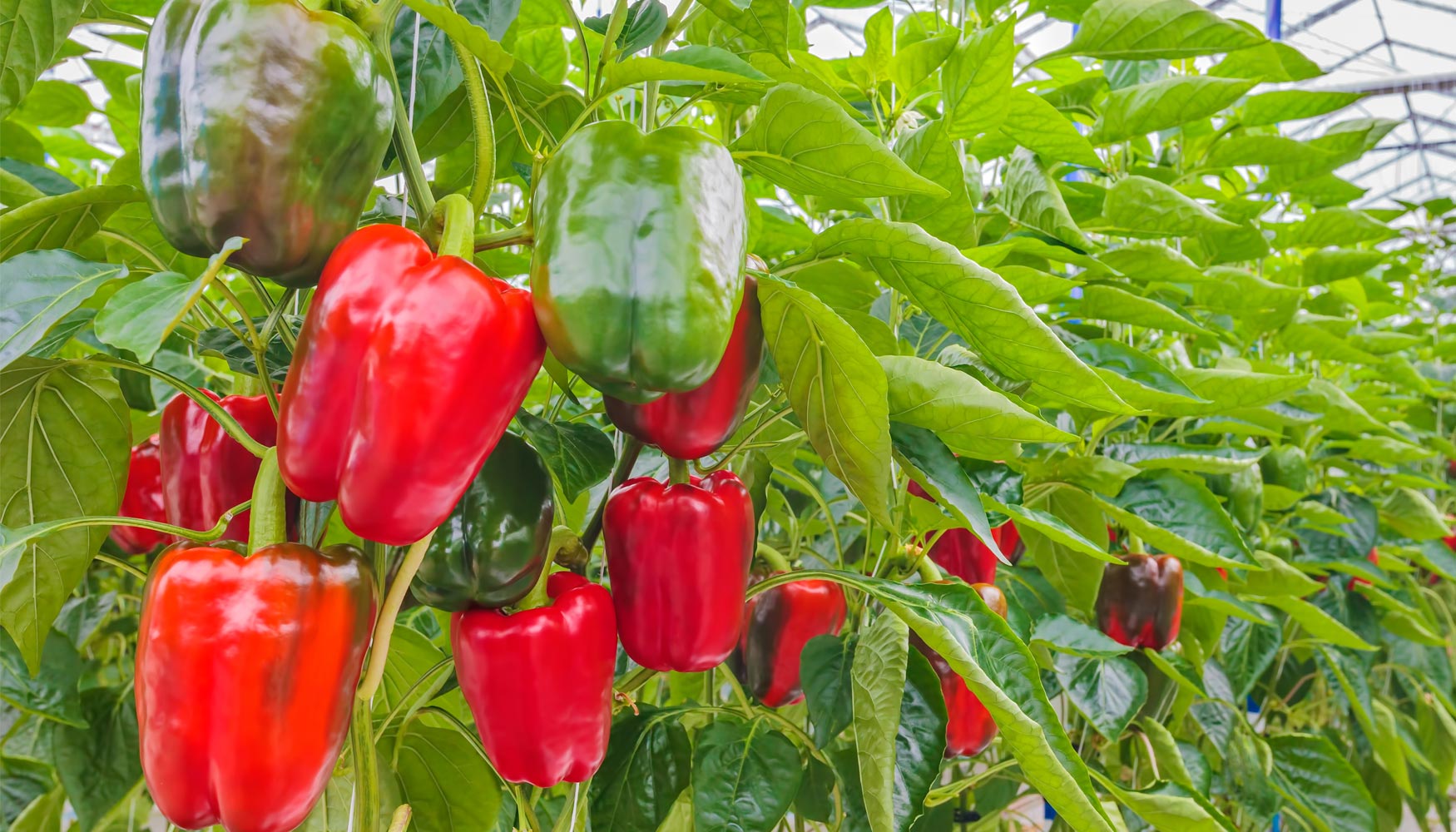 Passo A Passo Para Fazer Uma Plantação De Pimentão Celeiro do Brasil