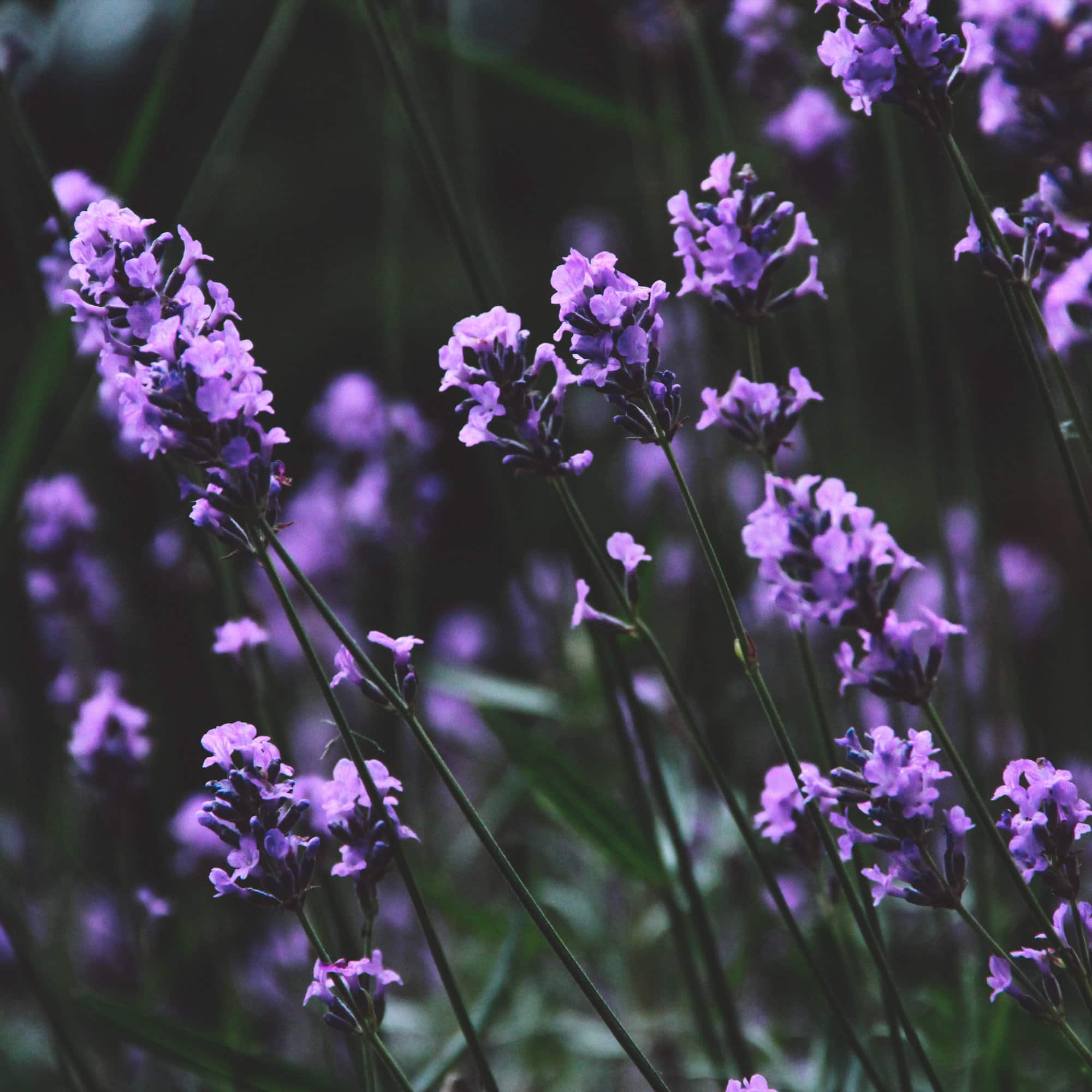 Lavender (Lavendula angustifolia) Kashmir Celestial Body, Inc.