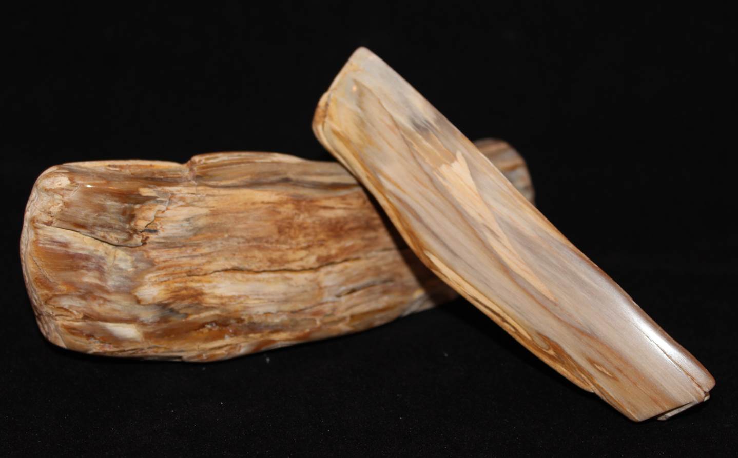 Cypress Petrified Wood Specimen Celestial Earth Minerals
