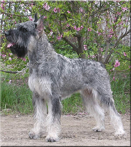 Celestial Pepper Salt Giant Schnauzers Halle