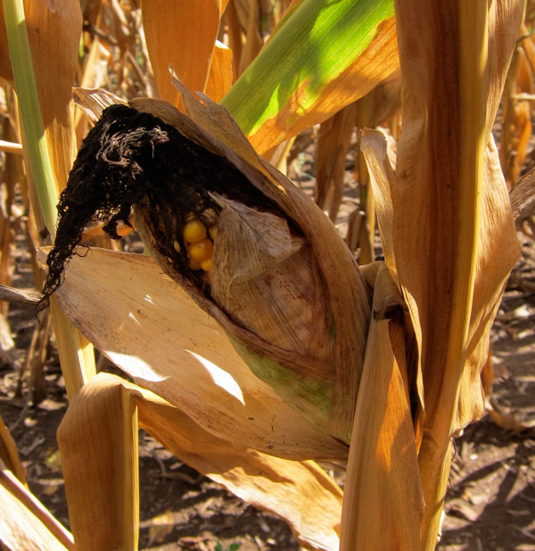 Corn Without Corn Celia Her City