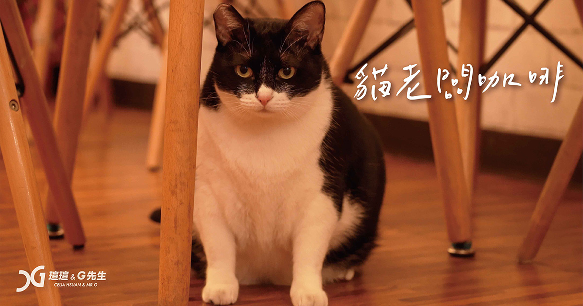 台中寵物餐廳 台中寵物咖啡廳 台中貓咪餐廳 貓老闆咖啡