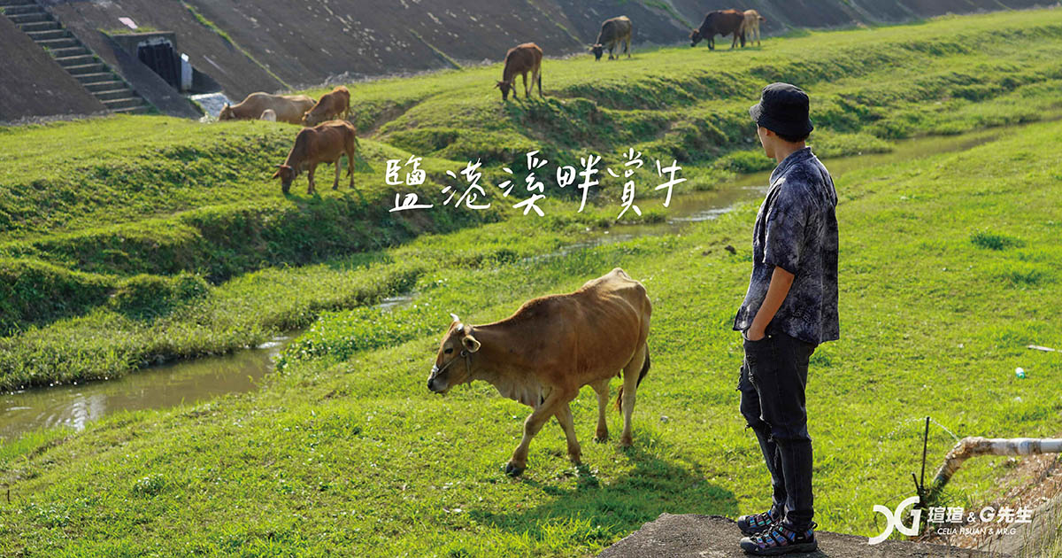 鹽港溪賞牛 新竹景點 新竹香山景點 17公里海岸線