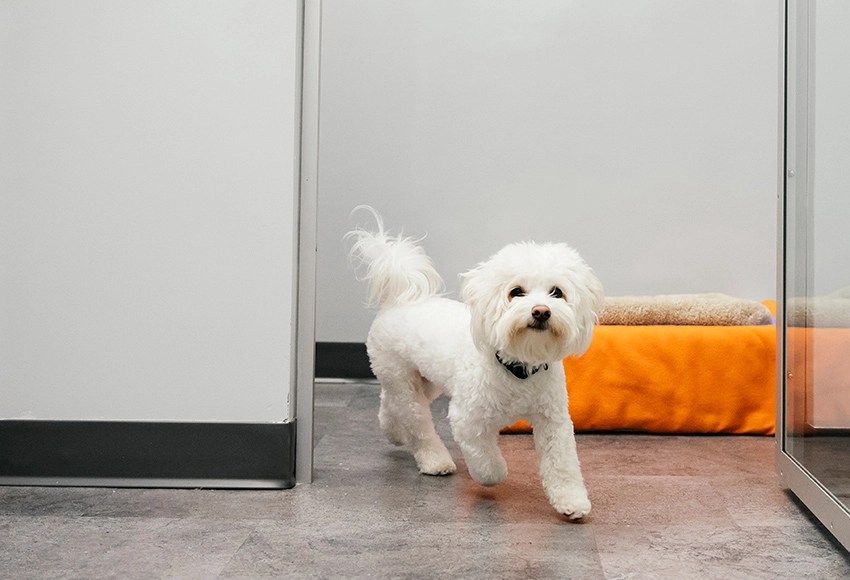 Why take overnight pet boarding service online? Celies Water Front