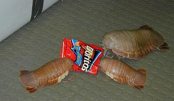 Are these Isopods?? The Reef Tank