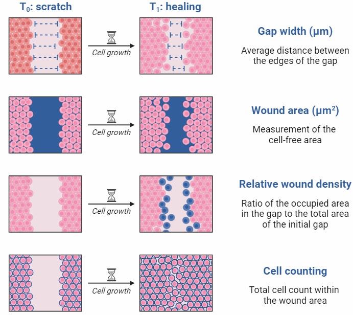 Scratch (Wound Healing) Assay Creative Bioarray CellAssay