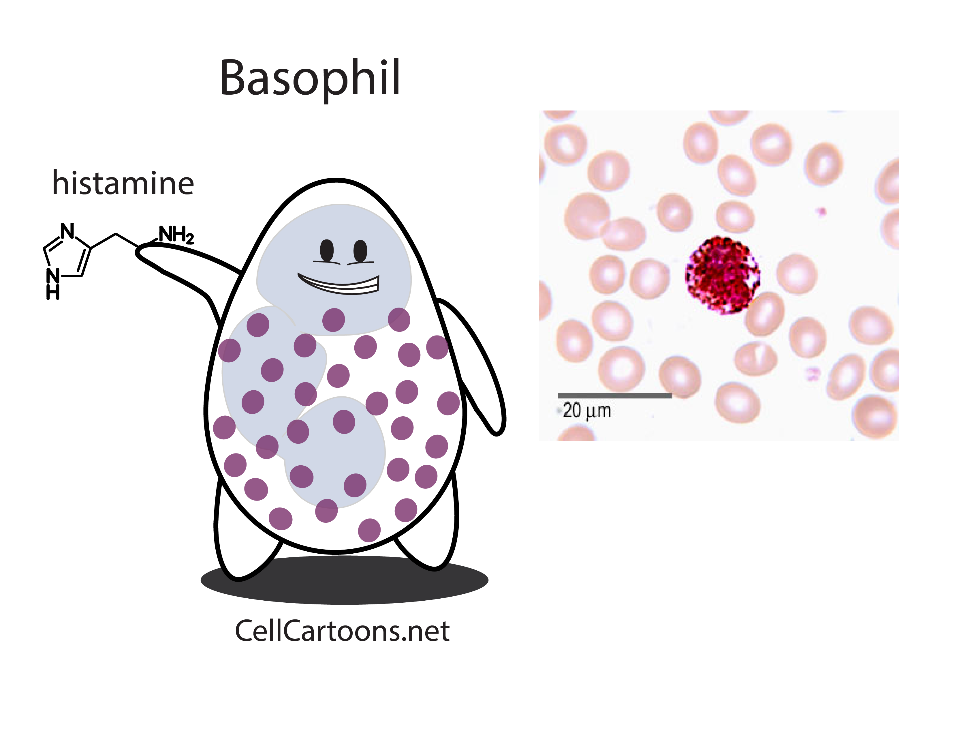 Granulocytes Cell Cartoons