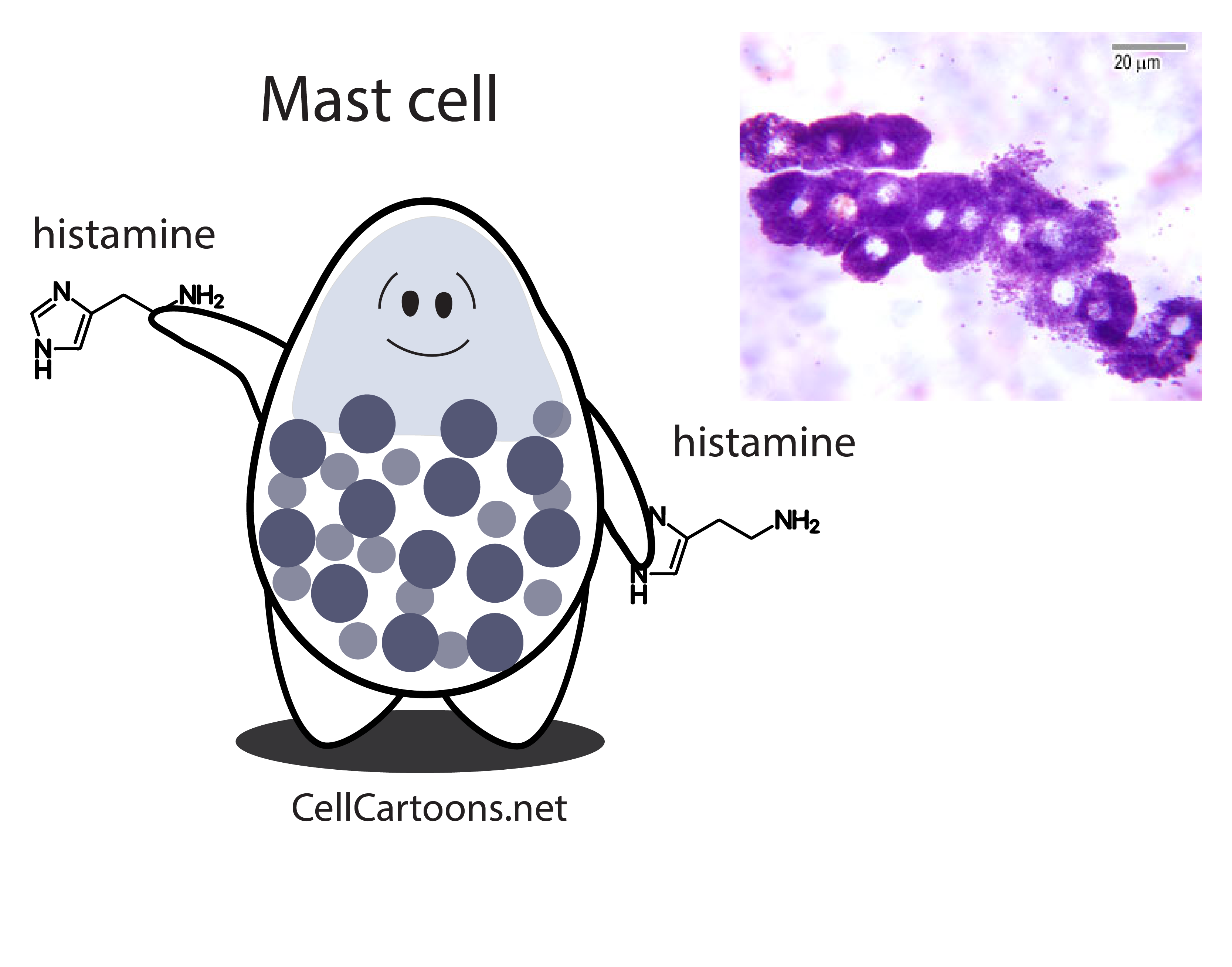 Granulocytes Cell Cartoons