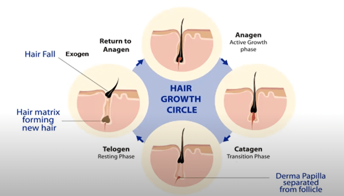 Hair Today, Gone Tomorrow Hair Loss & Growth Cycle
