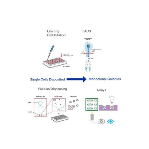 Monoclonal Cell Line Development What Method Should You Use? Cell