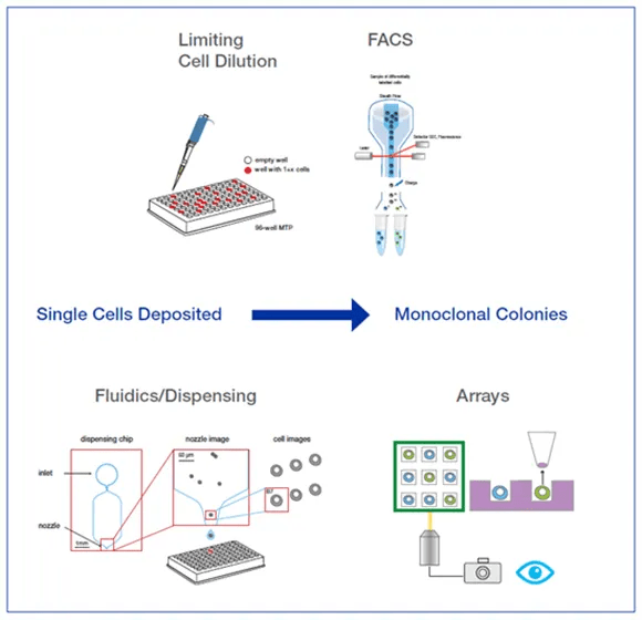 Monoclonal Cell Line Development What Method Should You Use? Cell