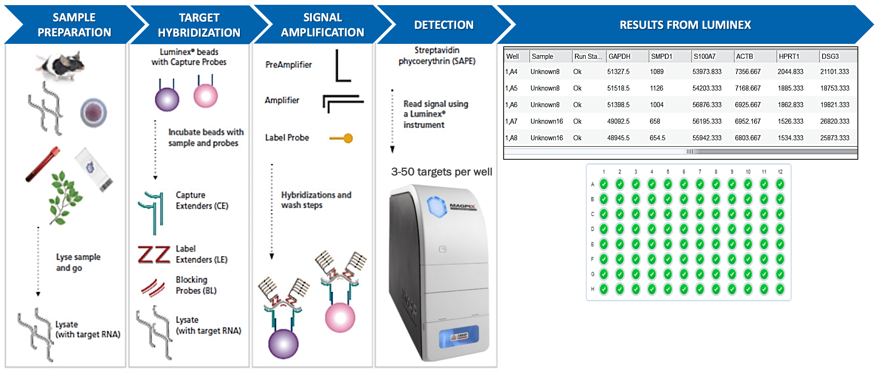 Molecular Assays Cellomatics Biosciences