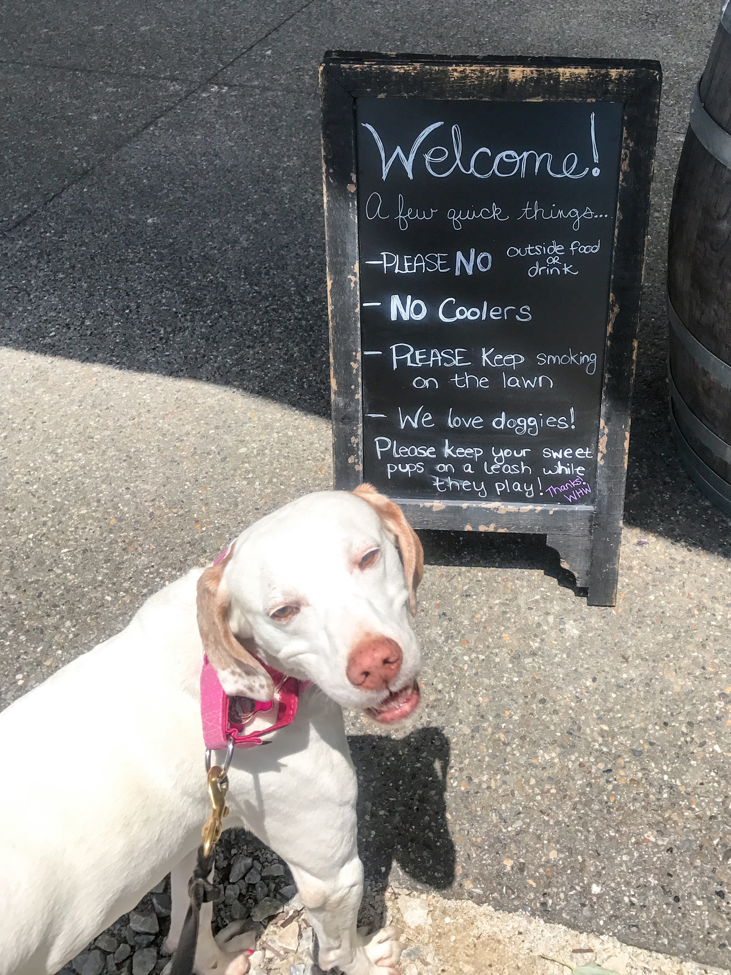 White Horse Winery Hammonton, NJ Cello's Corner