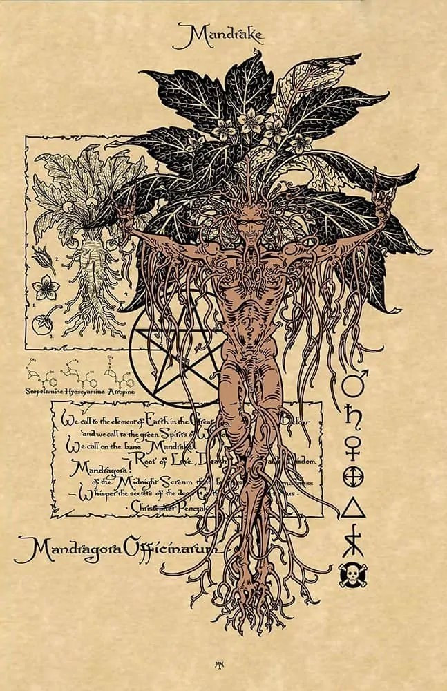MANDRAKE Magical Botanicals Print on Parchment by Maxine Miller