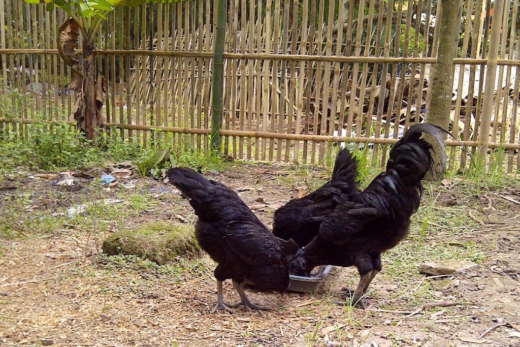 Legend of Ayam Cemani Amazing Chicken Breed and Full of Magic