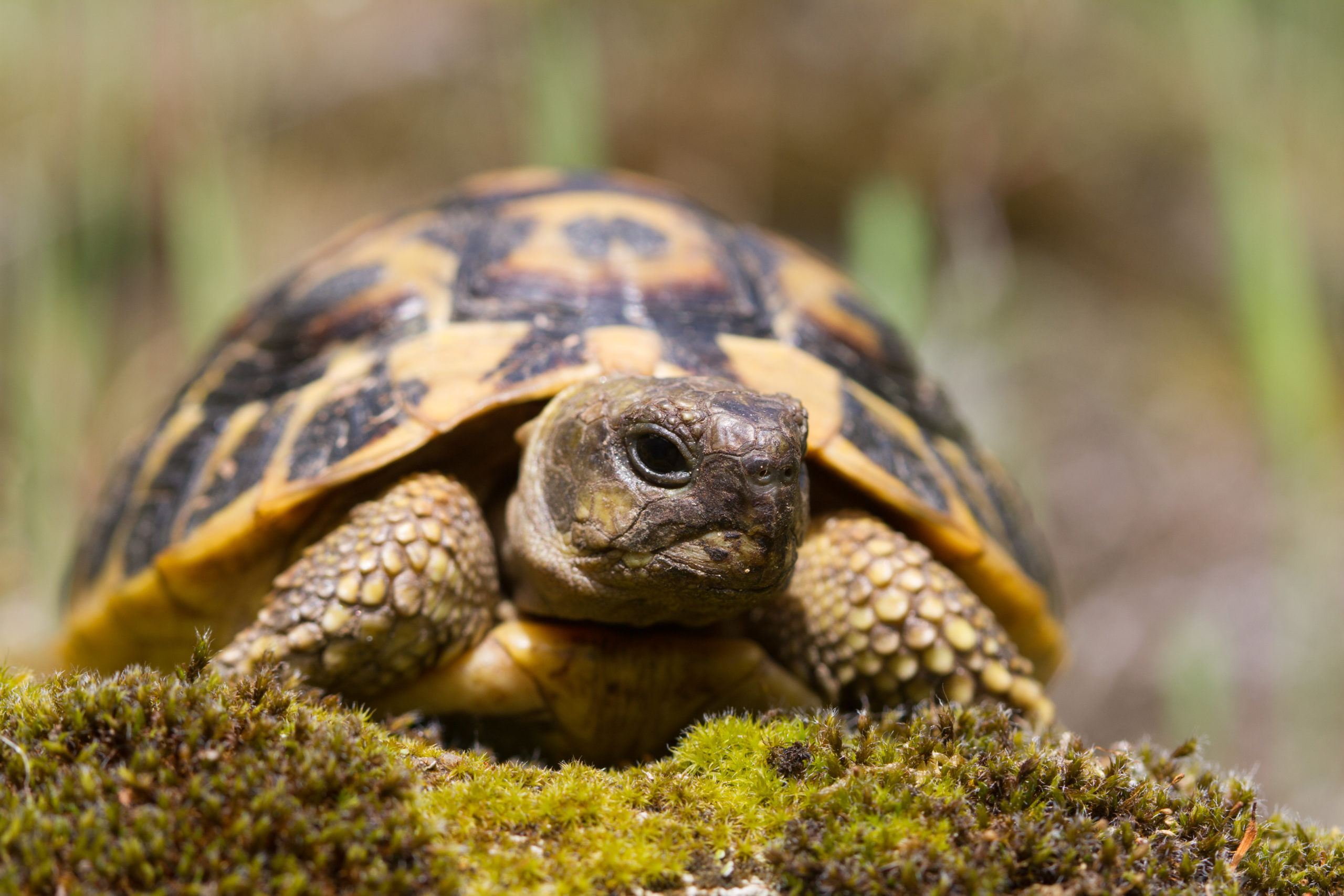 Tortue dHermann CEN Paca