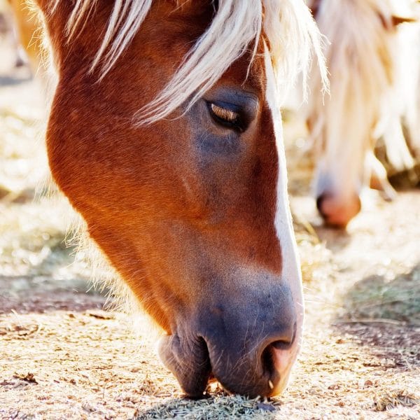 OATS FOR HORSES THE PROS AND CONS CEN Nutrition