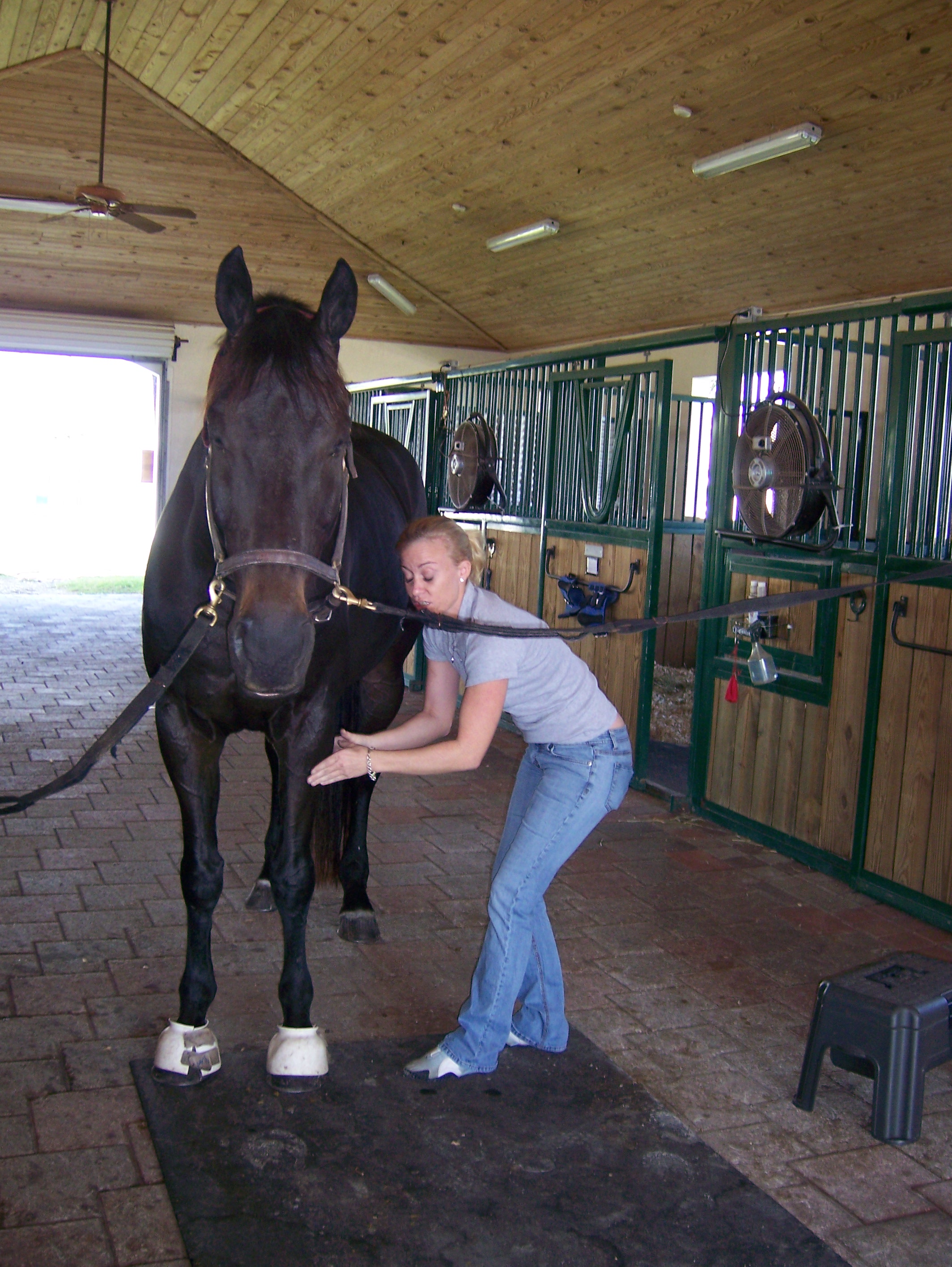 Equine Massage Therapy