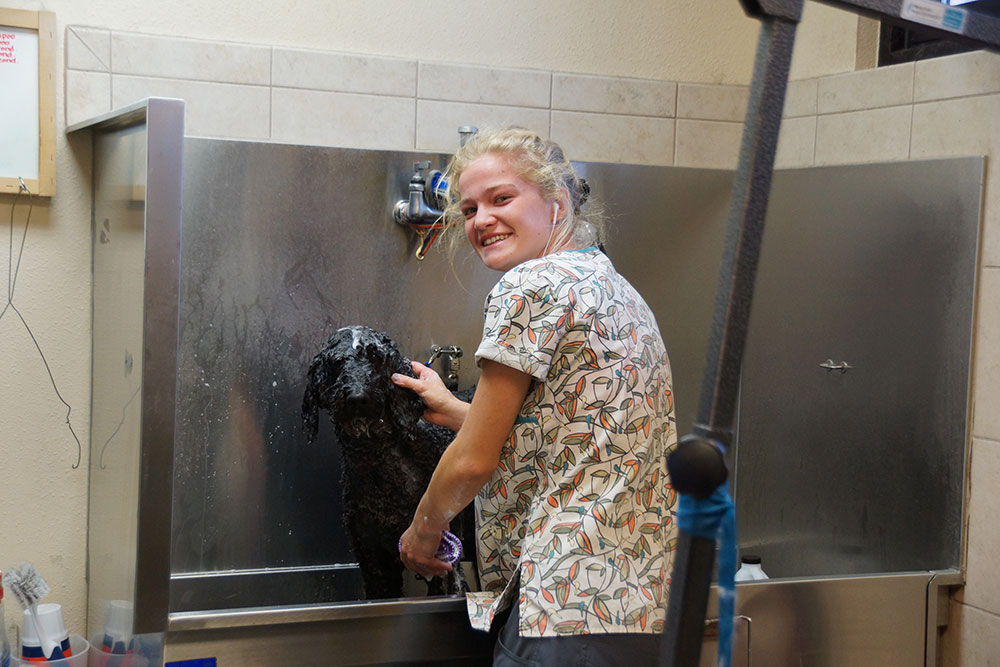 Hospital Tour Colorado Springs Veterinarian Centennial Animal Hospital