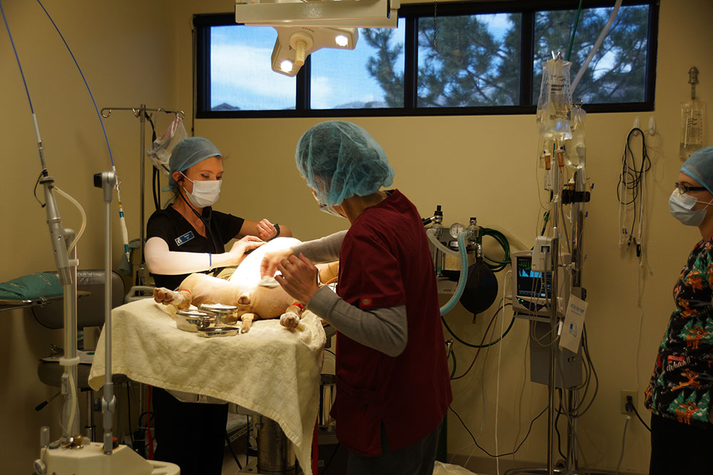Hospital Tour Colorado Springs Veterinarian Centennial Animal Hospital