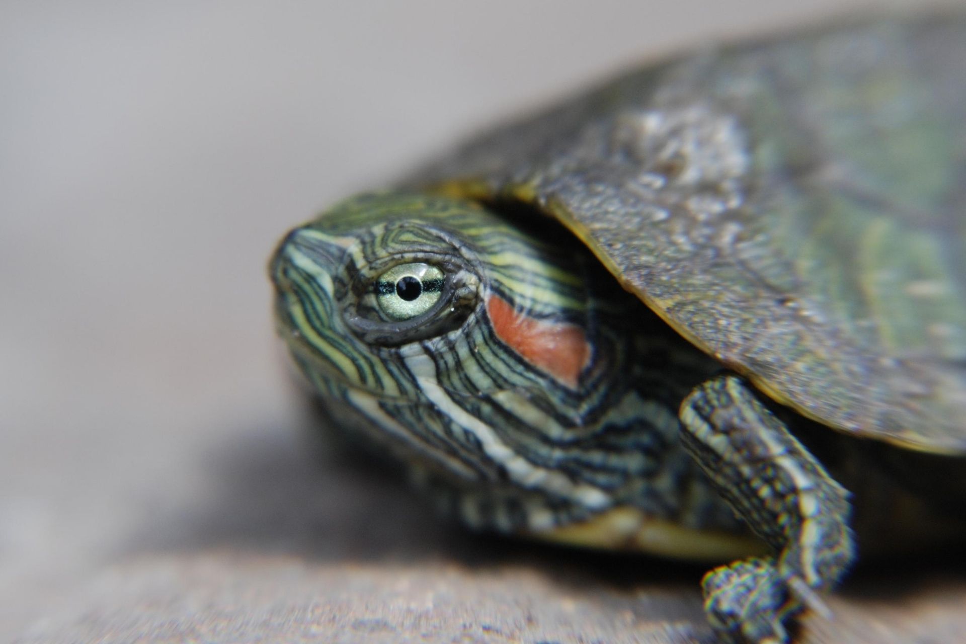 Exotic Boarding Form Centennial Animal Hospital