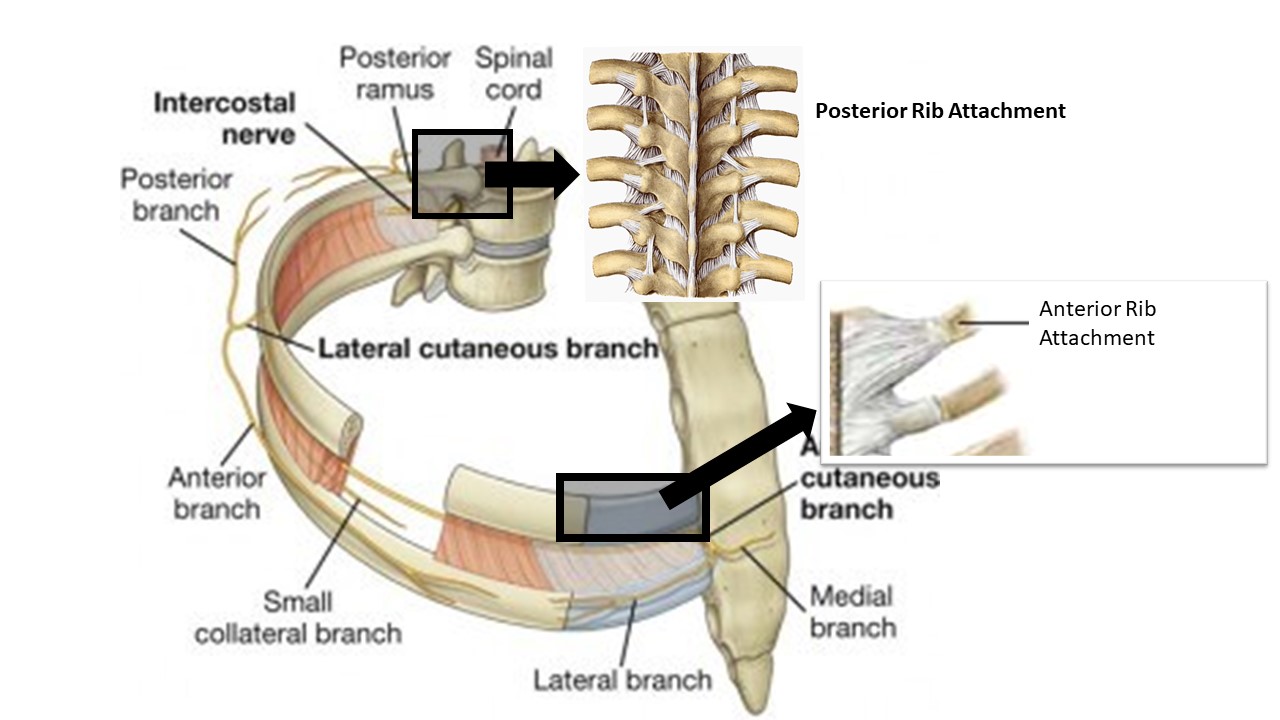 Slipping Rib Syndrome Causes, Symptoms, and Treatment Options
