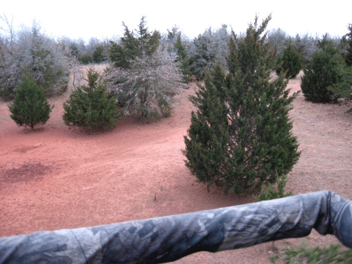 Red Dirt Boar Ranch Trip Report