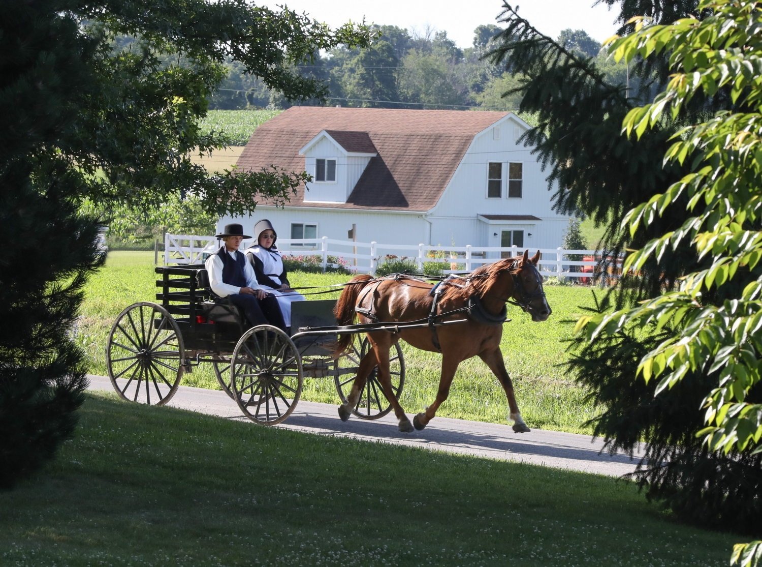 Amish Uber Shows that Entrepreneurship is Contagious